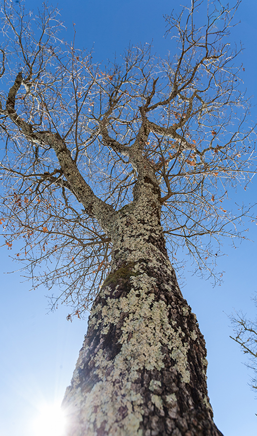 Tree-services1 tree and blue sky