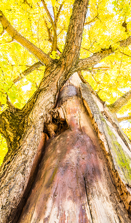 Tree-services2 tree with yellow leaves