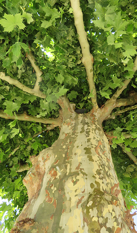 Tree-services4