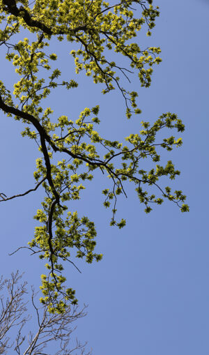 Tree1 Tree top