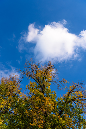 leaf-sky-background